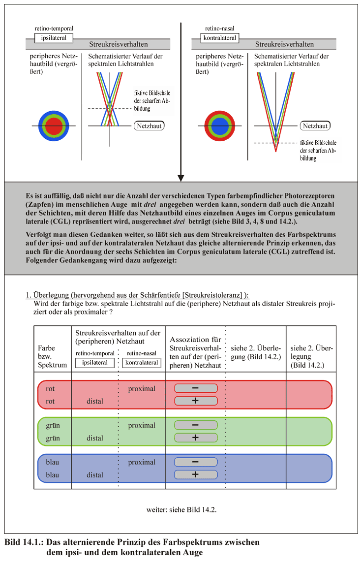 Alternierendes Prinzip des Farbspektrums zwischen ipsi- und kontralateralem Auge